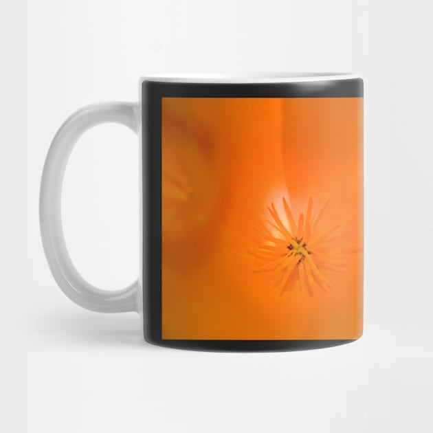 Orange Flower by randymir